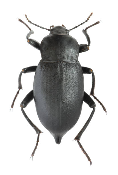 istock Mucronate churchyard beetle, cellar beetle (Blaps lethifera). Tenebrionidae. Isolated on white background. 1476265729