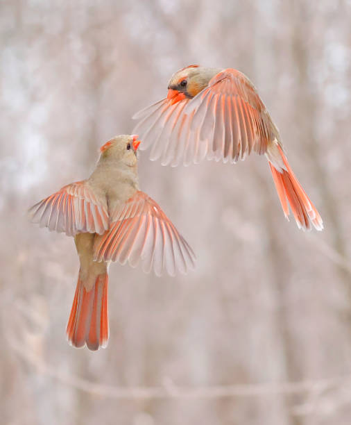 istock Northern Cardinal females flying and disputing, Quebec 1476266491