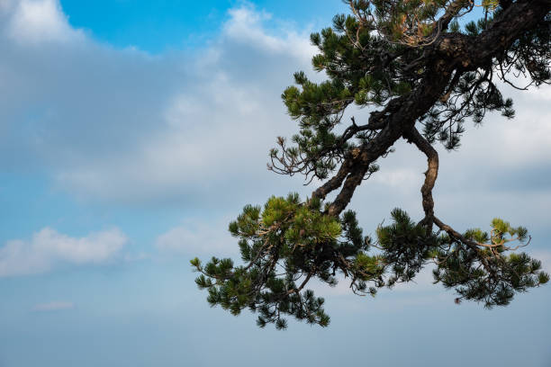 istock Lonely forest pine tree against cloudy sky in the forest. 1476266946