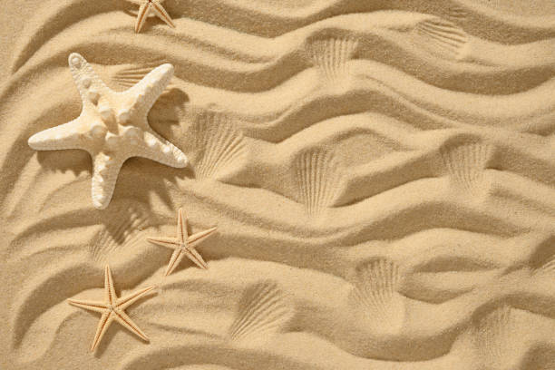 Sandy beach background with starfishes. Summer vacation. Top view. Copy space. Banner.