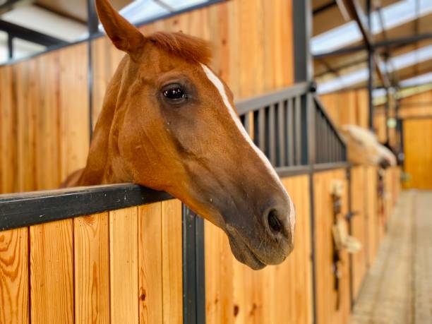 istock Brown Horse in the Stable 1476267308