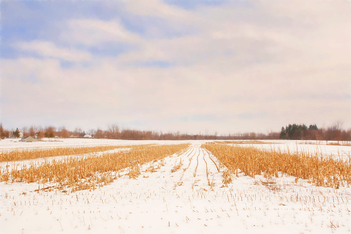 Harvested Corn Field in Winter.