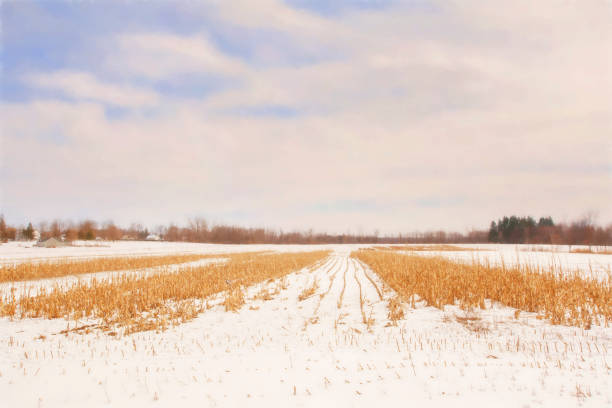 stark winter day - corn snow field winter imagens e fotografias de stock