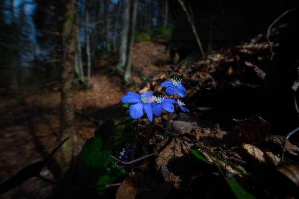 purple flower violet blooming forest spring nature water carinthia austria hiking walk
