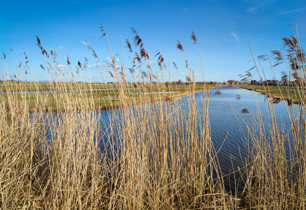 istock Dutch low lying wetland with reeds in foreground 1476271443