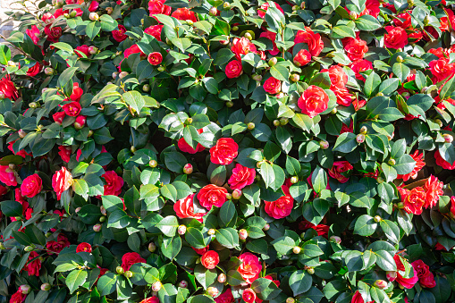 Red double flowers of Japanese Camellia (Camellia japonica) in a garden.