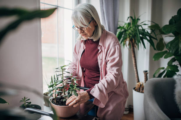 istock Senior woman nurturing plants 1476275087