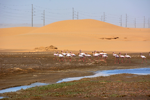 A flock of flamingos walk across the marshy ground near a small stream. In the background, a desert dune and high-voltage poles of electrification