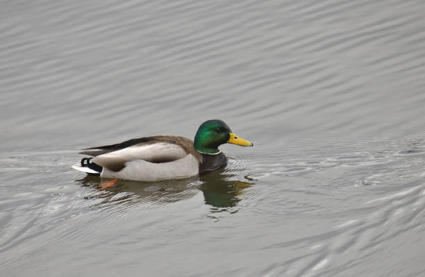 istock Mallard Duck (male) (anas platyrhynchos) swimming in a pond 1476276277