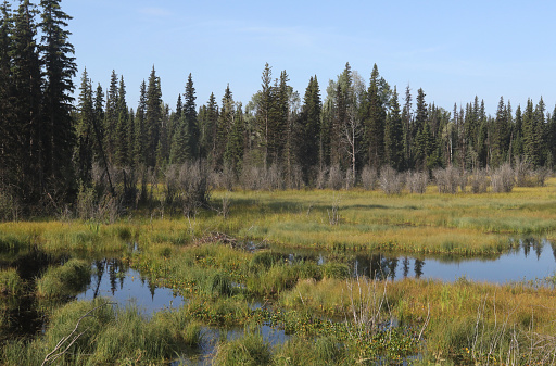 Wetland near McLeese Lake, British Columbia, Canada