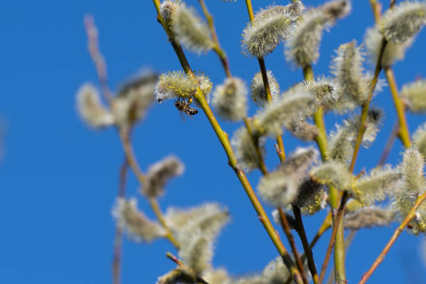 istock pussy willow and honey bee 1476277713