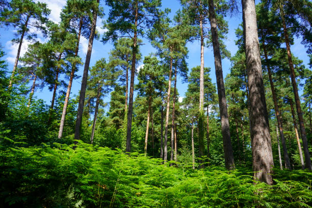 istock Green bracken in pine tree woodland 1476278027