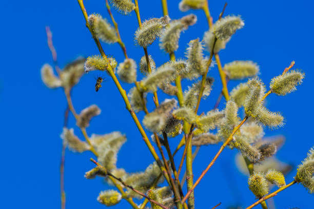 Bumblebee pollinating pussy willow. Shot on film