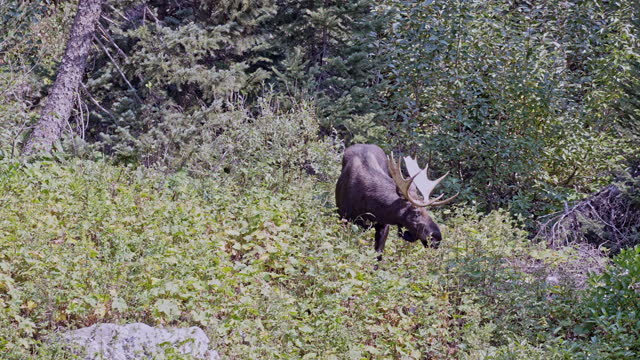 Bull Moose Grazing in Tall Grass