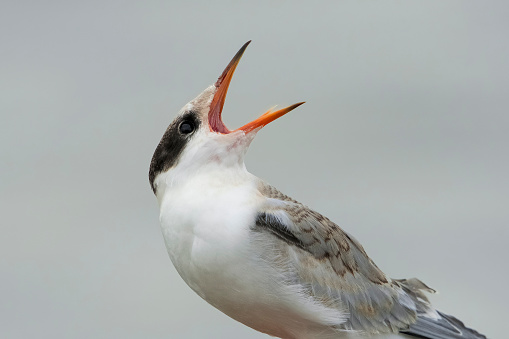 Common Tern (Sterna hirundo) juvenile calling for elder bird