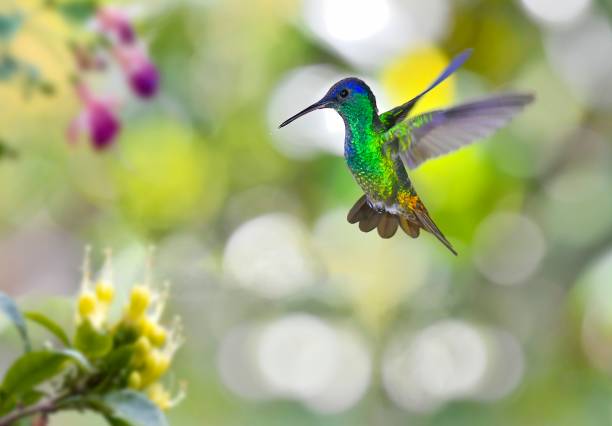 istock Golden-tailed sapphire hummingbird 1476283739