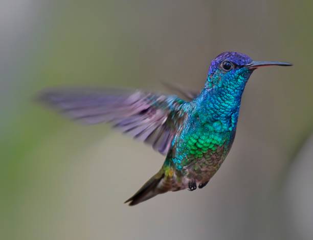 istock Golden-tailed sapphire hummingbird 1476283760