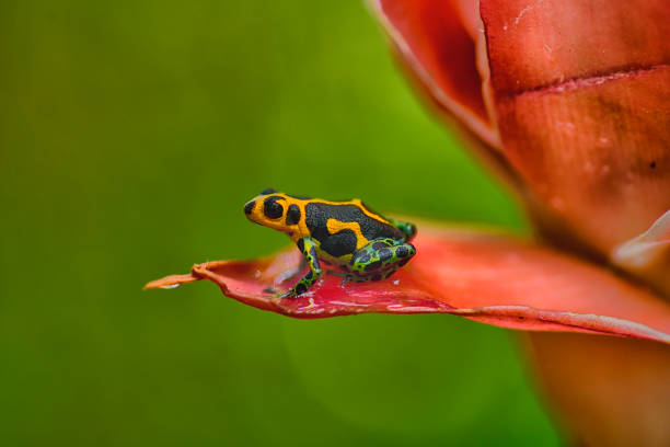 istock Poison arrow frog imitator Ranitomeya chazuta 1476284107