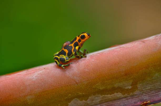 Ranitomeya imitator “Chazuta” are yellow, blue, and black in color.  The Ranitomeya, Chazuta is a small frog.  This colorful small frog is an imitator.  It is not a poison arrow frog however, it imitates the color patterns of a poison arrow frog.  In this photo, the frog is seen on a branch, carrying a tadpole.