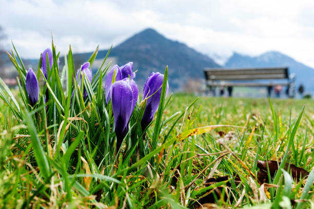 Blooming spring purple crocuses against the backdrop of mountain peaks.