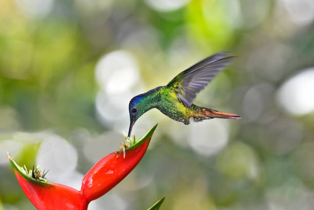 istock Golden-tailed sapphire hummingbird 1476284618