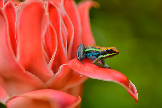 istock Ameerega Cainarachi poison frog 1476285411