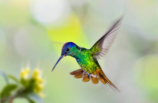 Golden-tailed sapphire hummingbird