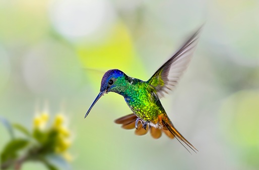 A Golden-tailed sapphire hummingbird is seen in mid flight.  This small hummingbird resides in humid lowlands. Males are iridescent green with bluish face and rich reddish golden rump and tail.  This bird can be found in the Amazon region of Peru.
