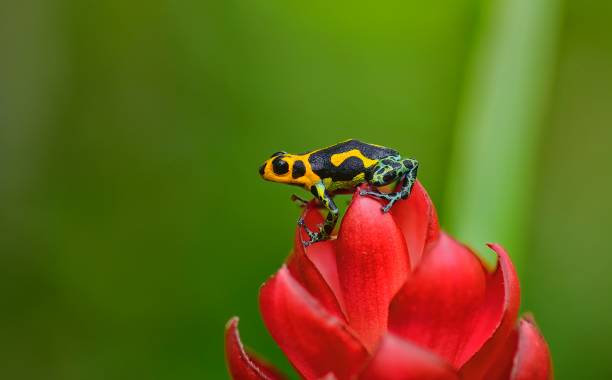 istock Poison arrow frog imitator Ranitomeya chazuta 1476285798
