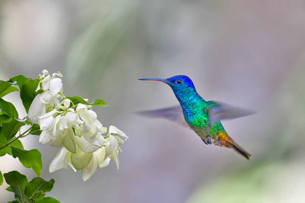 istock Golden-tailed sapphire hummingbird 1476285963