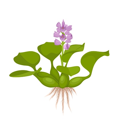 Vector illustration, water hyacinth or Eichhornia crassipes, isolated on white background.