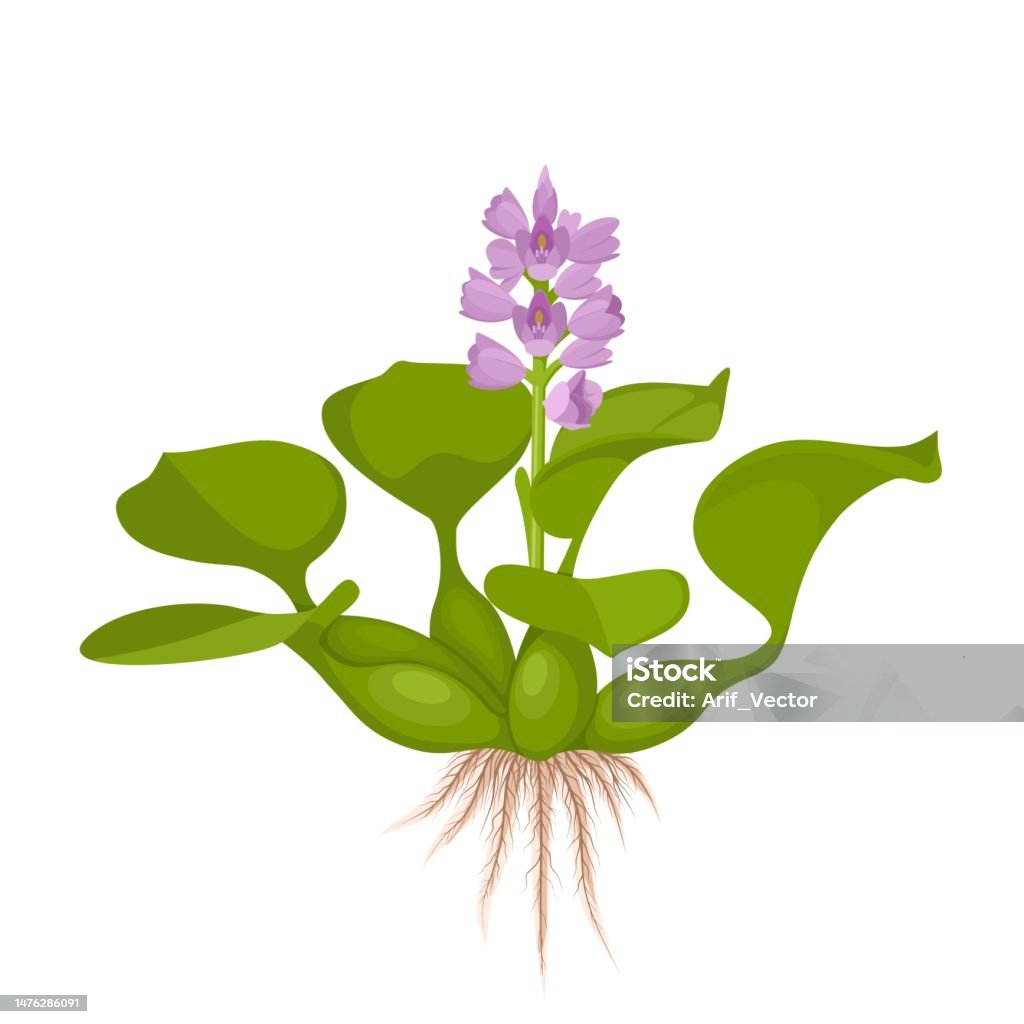 Hyacinth Structure Water Hyacinth Stock Illustration - Download Image Now - Floating On ...