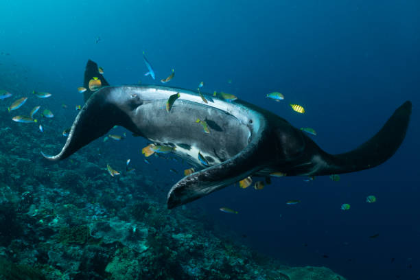 istock Black Manta Ray is visiting a cleaner station at the coral reef 1476286471