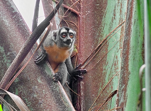 a ring-tailed lemur (Lemur catta) sitting on a trunk.