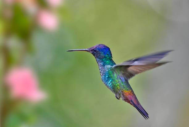 istock Golden-tailed sapphire hummingbird 1476287199