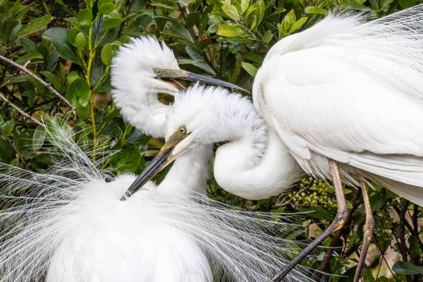 istock White Heron in New Zealand 1476287216