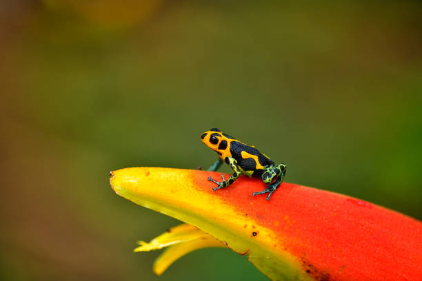 istock Poison arrow frog imitator Ranitomeya chazuta 1476287681