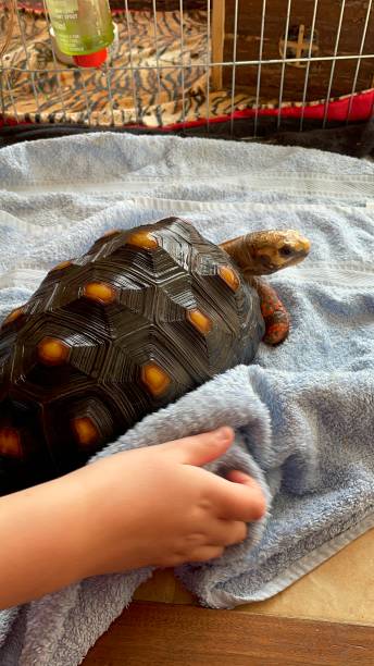 istock Pet care  red footed tortoise 1476287731