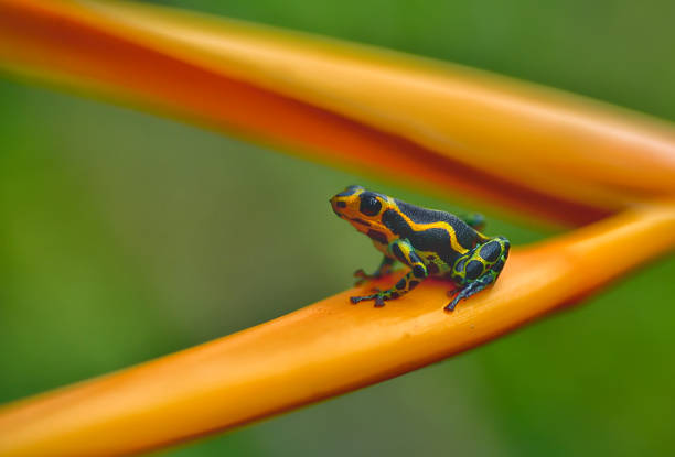 istock Poison arrow frog imitator Ranitomeya chazuta 1476287823