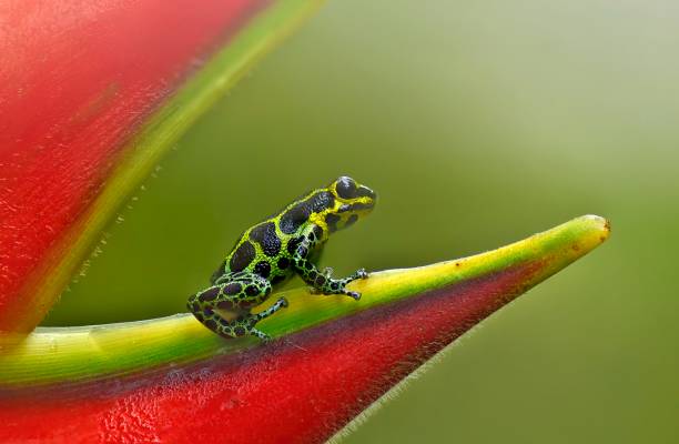 istock Poison arrow imitator frog Ranitomeya green 1476287867