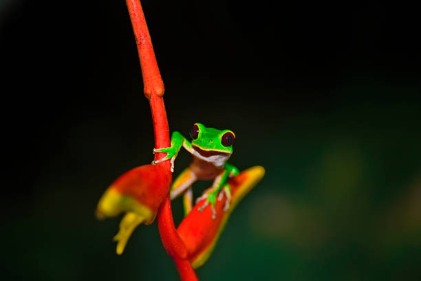 istock Phyllomedusa chaparroi red eye tree frog 1476288030