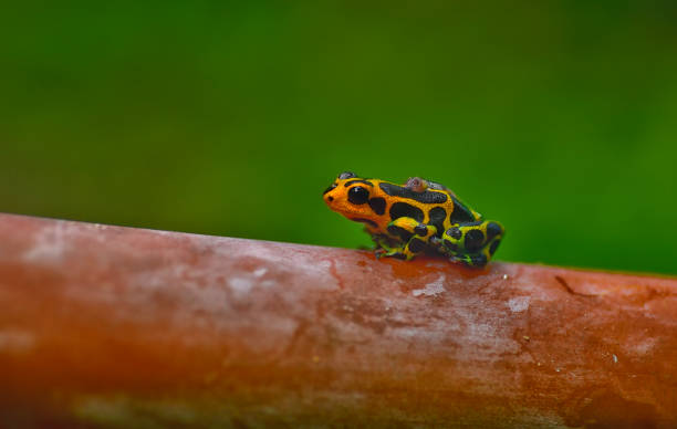 istock Poison arrow frog imitator Ranitomeya chazuta 1476288125