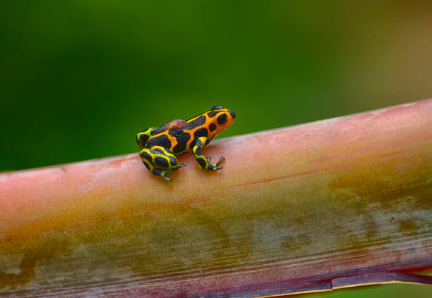istock Poison arrow frog imitator Ranitomeya chazuta 1476288152