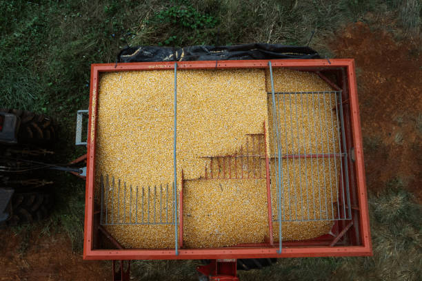 Top view of harvested corn in bucket