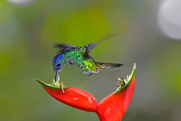 istock Golden-tailed sapphire hummingbird 1476288404