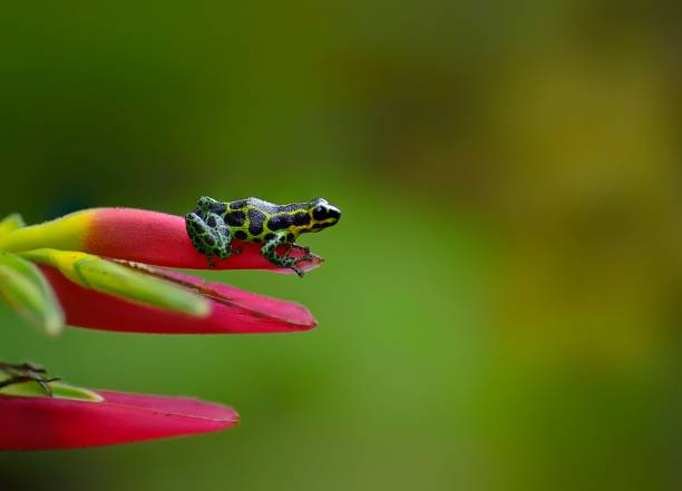 istock Poison arrow imitator frog Ranitomeya green 1476288983