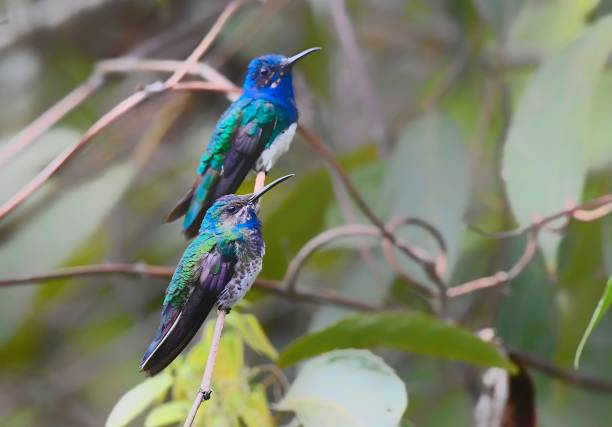 A female Golden-tailed sapphire and a white neck Jacobin hummingbird are seen perching on a branch.  These birds can be found in the Amazon region of Peru.