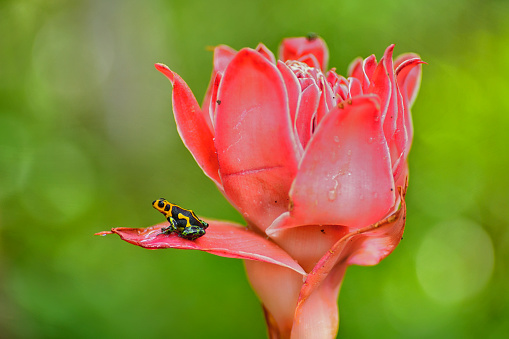 Ranitomeya imitator “Chazuta” are yellow, blue, and black in color.  The Ranitomeya, Chazuta is a small frog.  This colorful small frog is an imitator.  It is not a poison arrow frog however, it imitates the color patterns of a poison arrow frog.  In this photo, the frog is seen on a red flower.