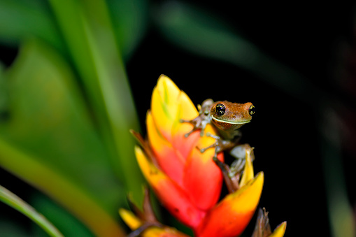 Red eye frog on the forest