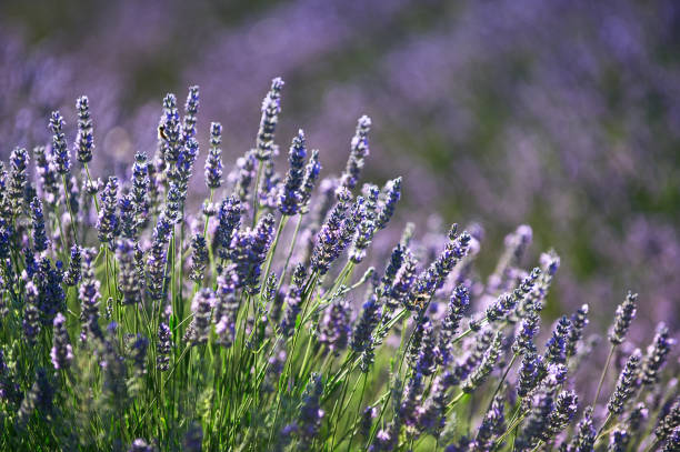 istock Beautiful lavender flowers. 1476289212